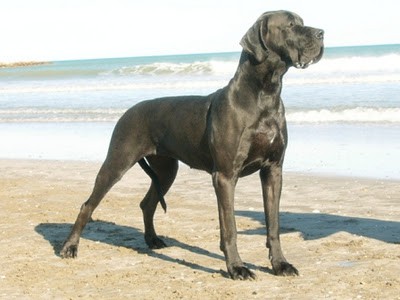 Creta de Aledua "La mamá"